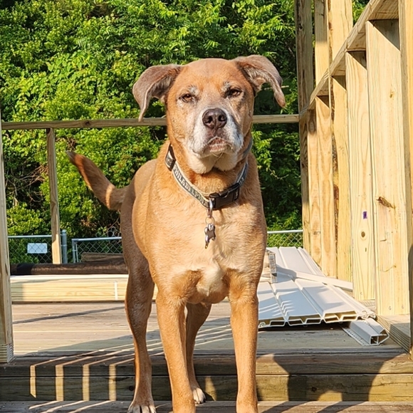 Meet your Posher, Sabra - Picture 3 of 6